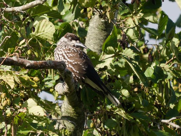 Northern nutcracker (Nucifraga caryocatactes)